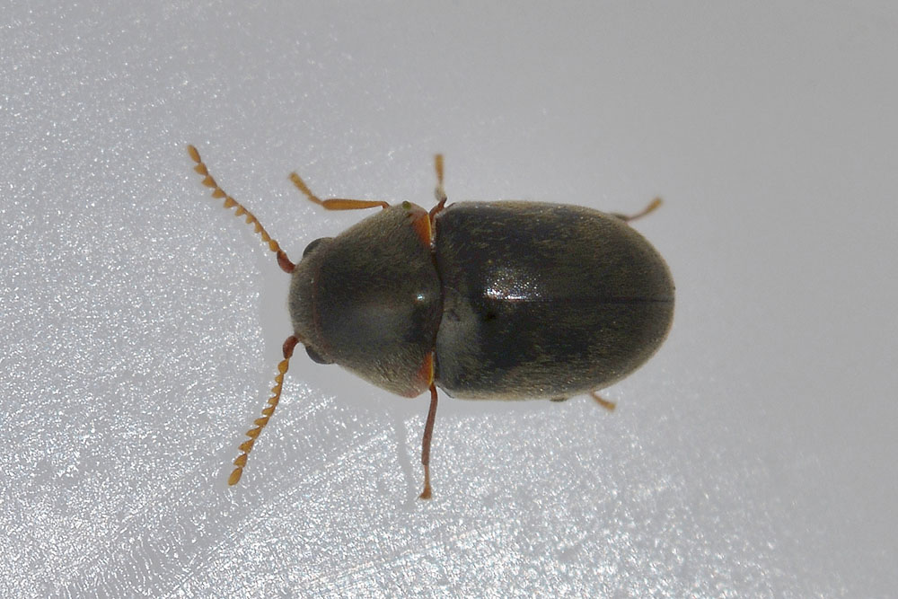 Mesocoelopus niger (cf.), Anobiidae